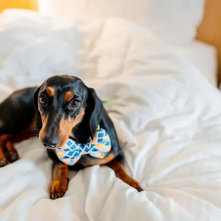 酒店 杜塞尔多夫中心车站宜必思酒店 3*